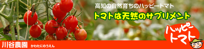 川谷農園（かわたにのうえん）高知の自然育ちのハッピートマト。トマトは自然のサプリメント！